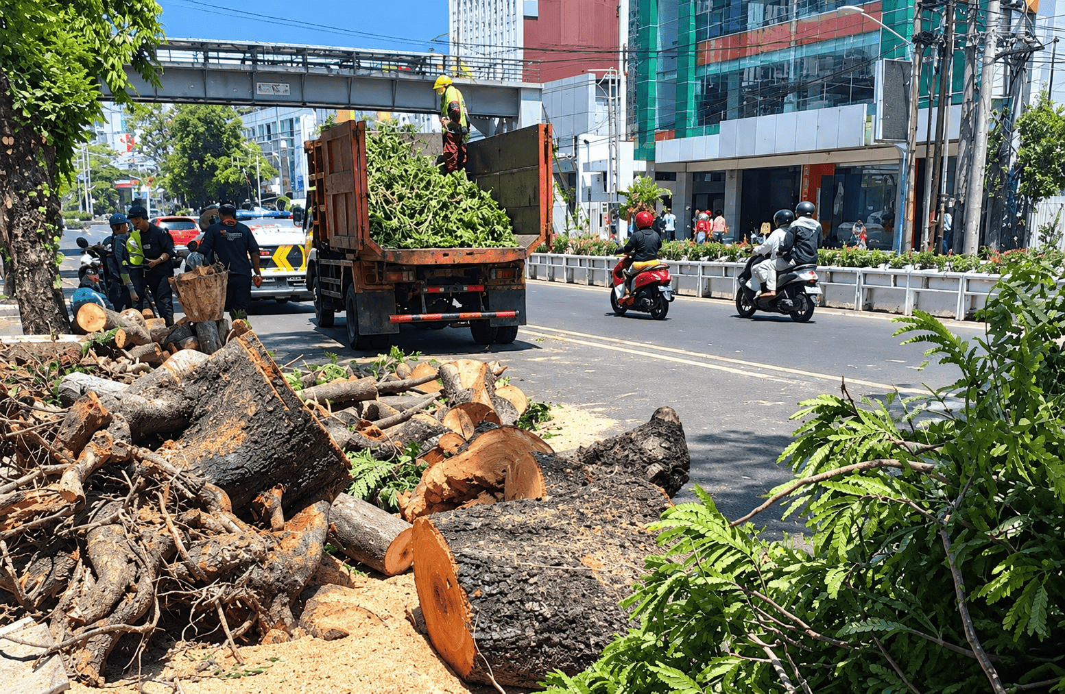 foto Berita Pohon Tumbang di Jl Pandanaran Semarang Pemkot Evaluasi Pemeliharaan RTH